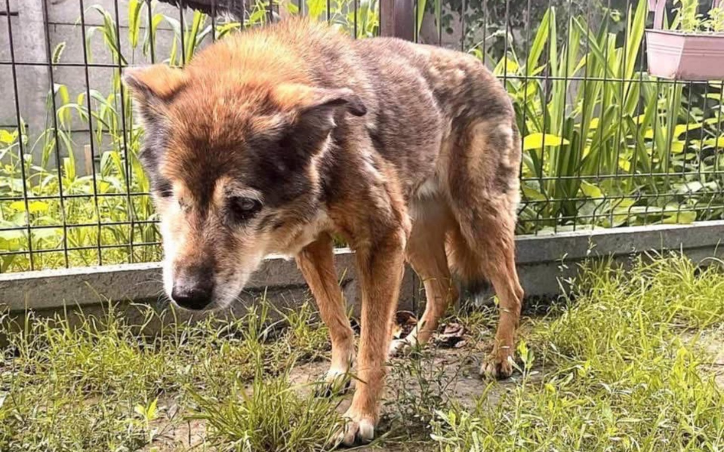 
        Stary pies w ogrodzie, wygląda na zmęczonego i zmartwionego.
    