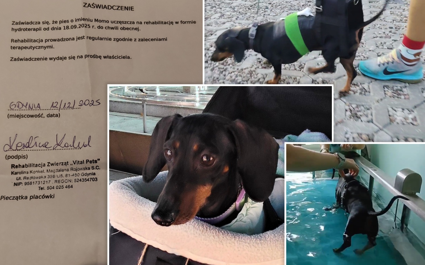 Dokument potwierdzający rehabilitację psa, z informacjami o terapii.
