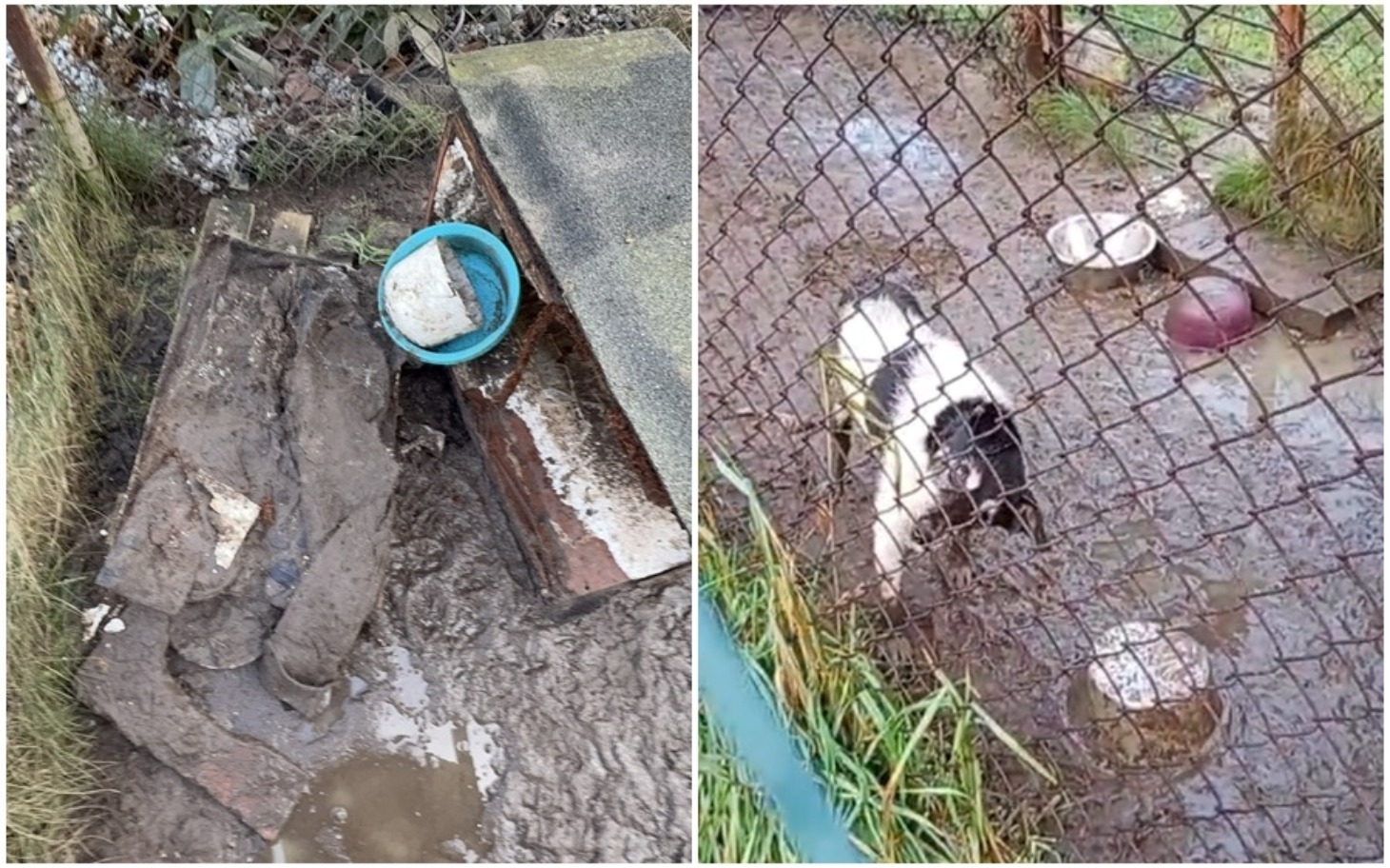 
        Zniszczona buda dla psa i brudny pies w ogrodzie.
    