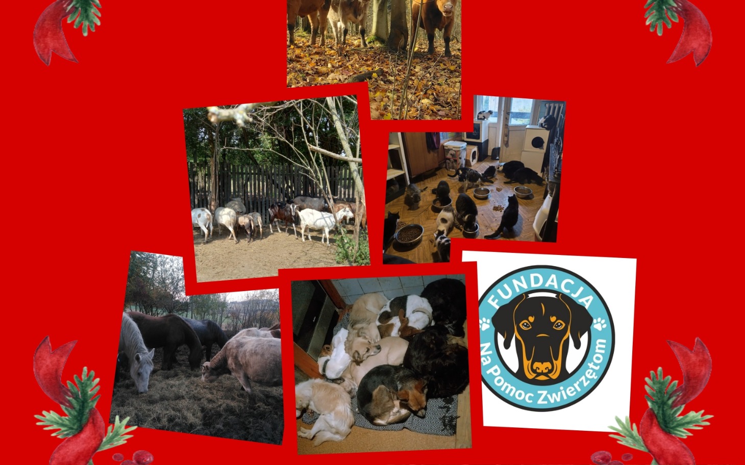 
        Zwierzęta w schronisku, otoczone miłością i opieką.
    