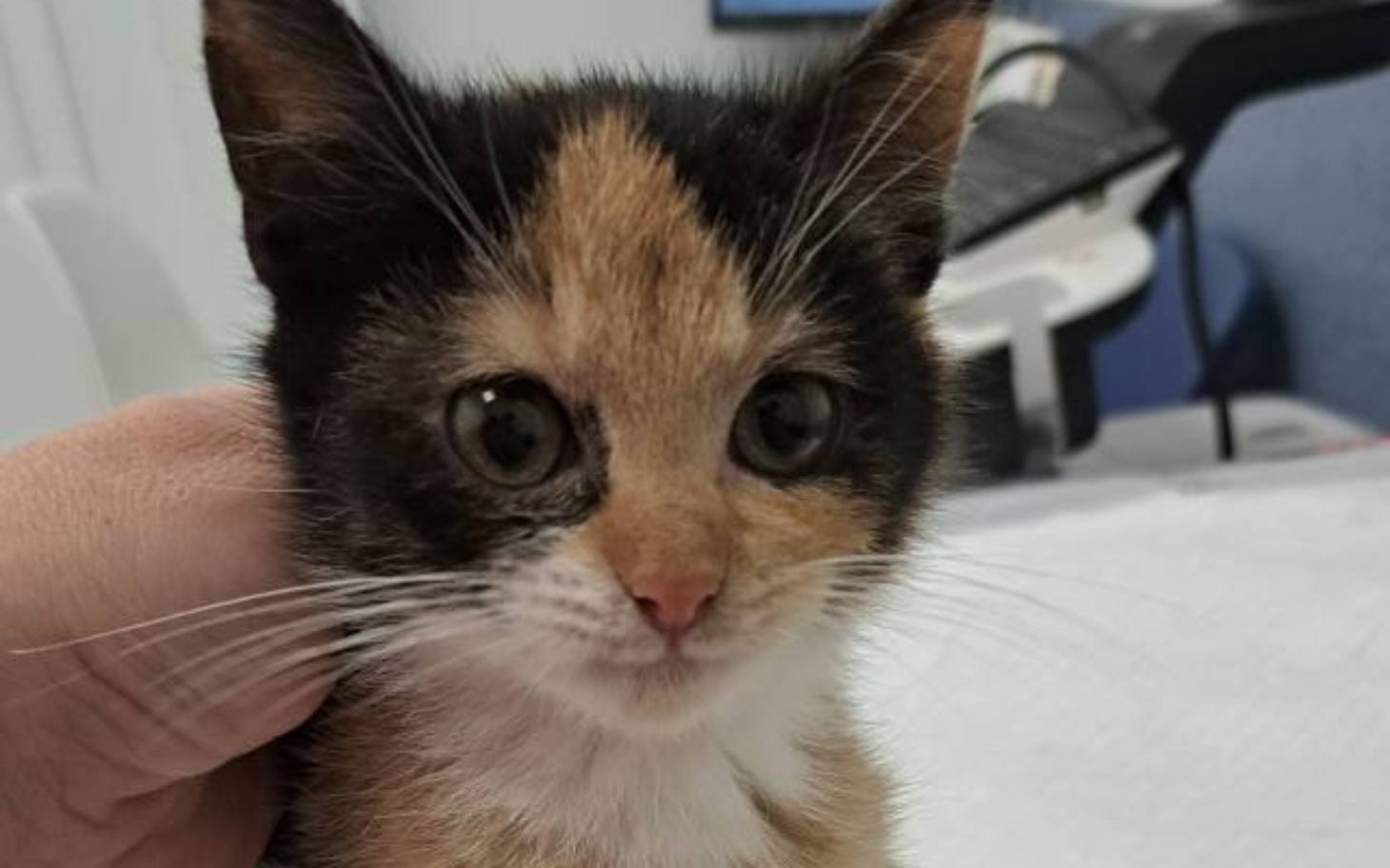 
        Mały kotek z trójkolorowym futrem, patrzący w obiektyw.
    