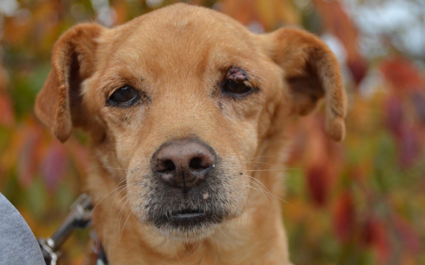 
        Pies z blizną na oku, patrzący w obiektyw.
    