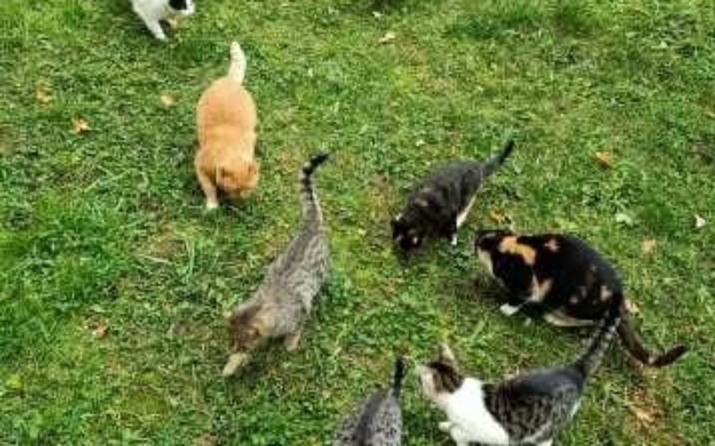 
        Grupa kotów bawiących się na trawie.
    