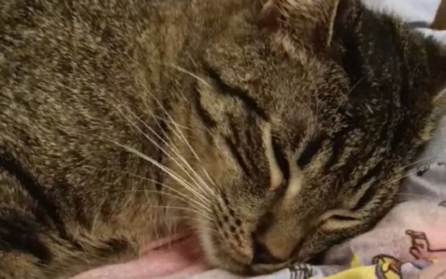 
        Śpiący kot, zrelaksowany na kocyku.
    