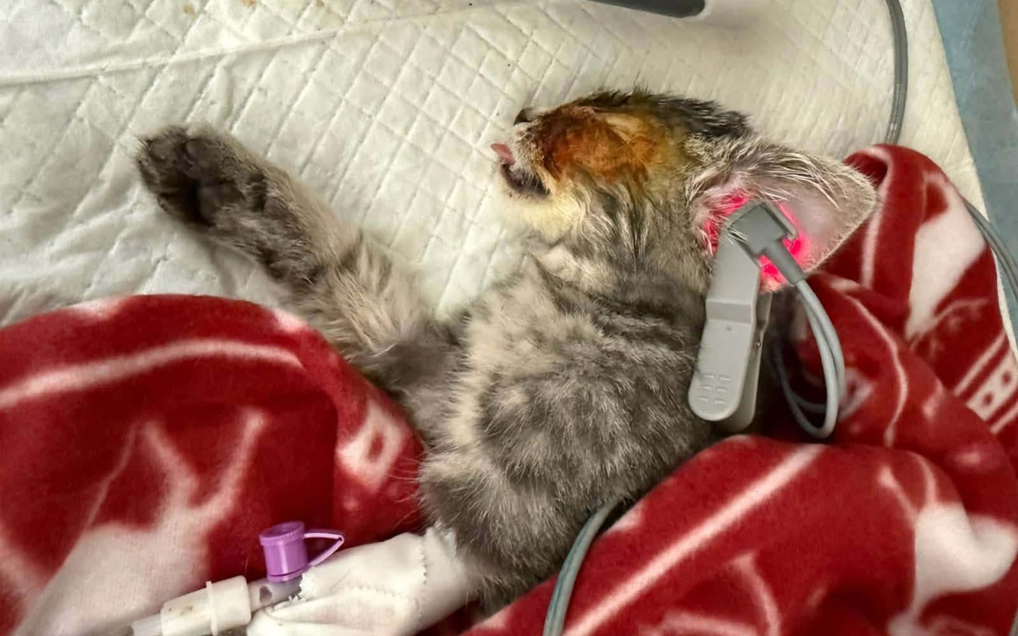 
        Chory kotek leżący na poduszce w szpitalu.
    