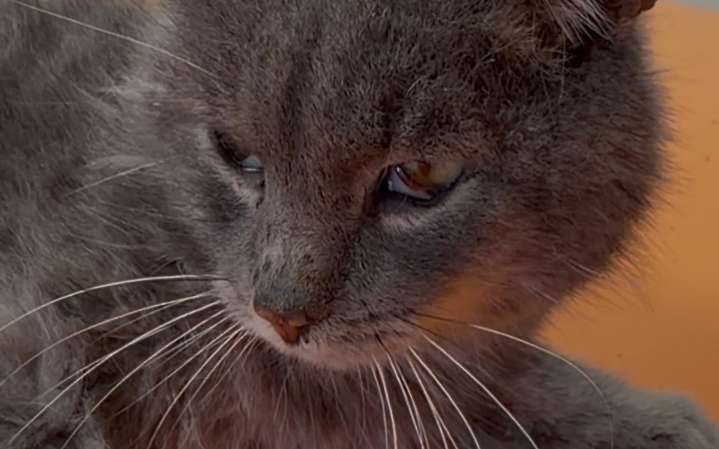 
        Szary kot z wyrazem skupienia, siedzący na stole.
    