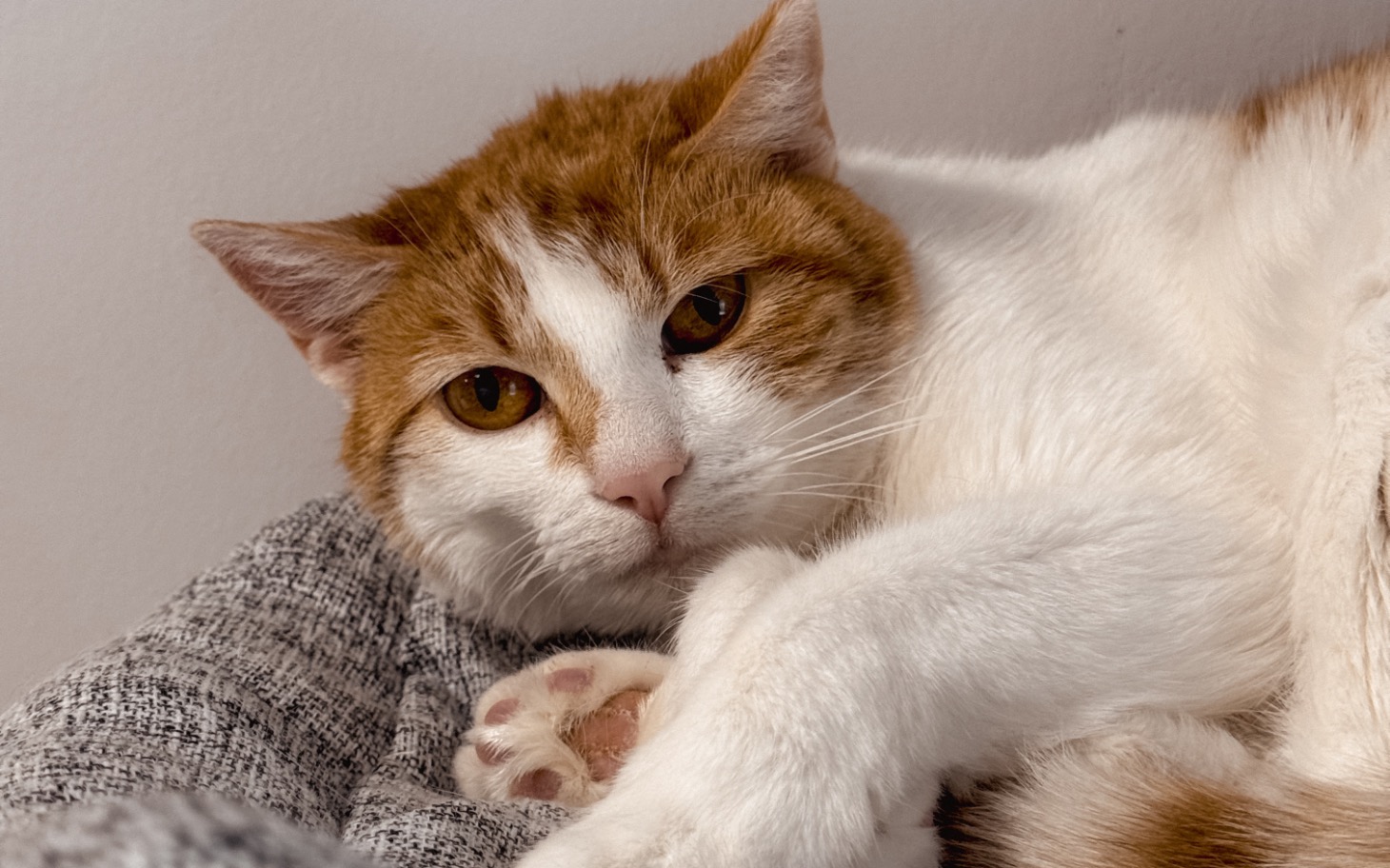 
        Kot leżący na miękkim kocu, zrelaksowany.
    