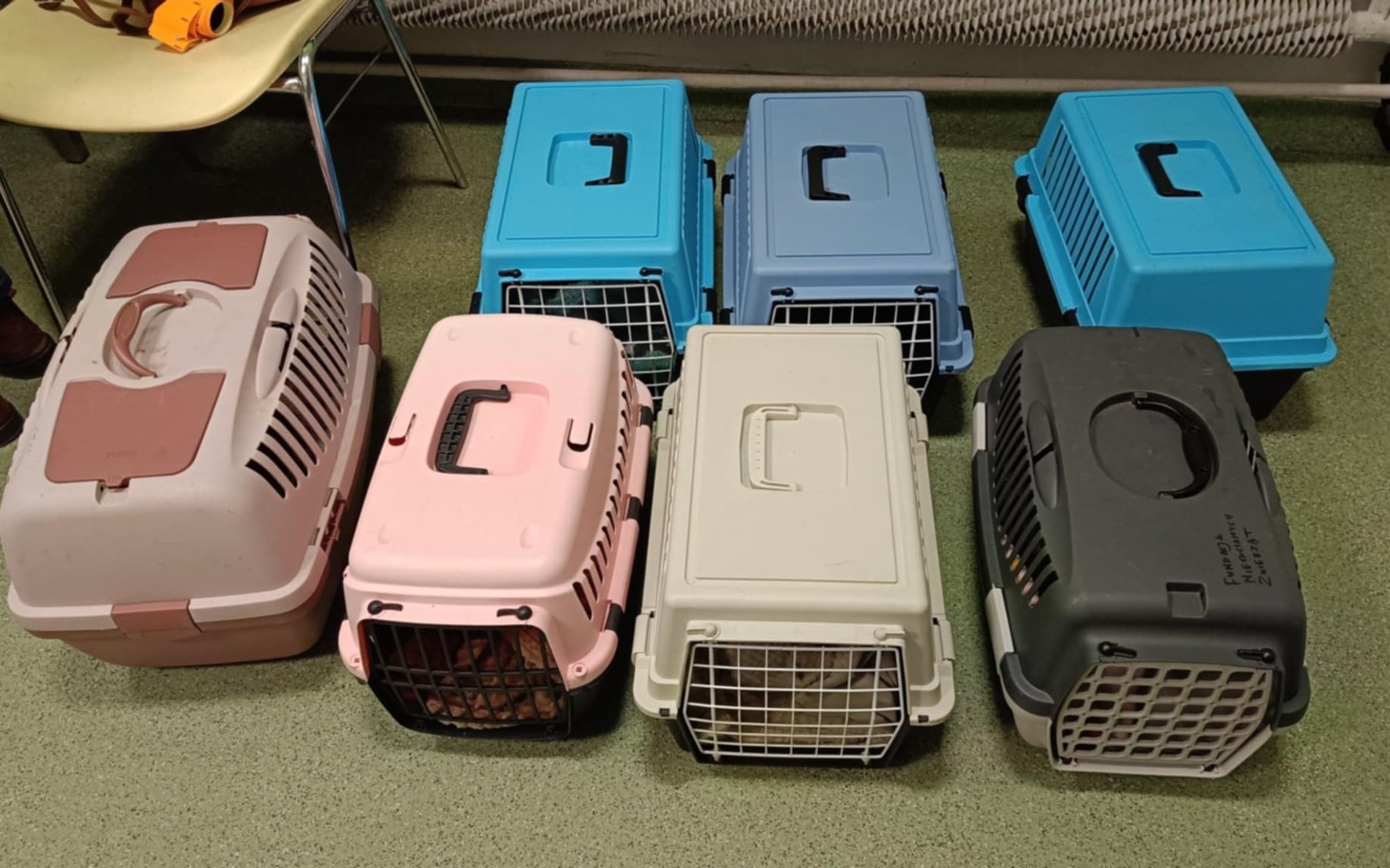 
        Zestaw transporterów dla zwierząt w różnych kolorach.
    