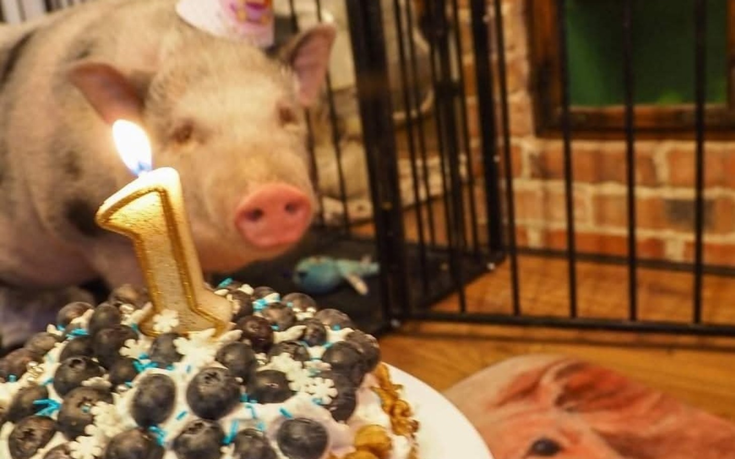 
        Świnia z urodzinowym tortem, na którym świeczka z cyfrą 1.
    