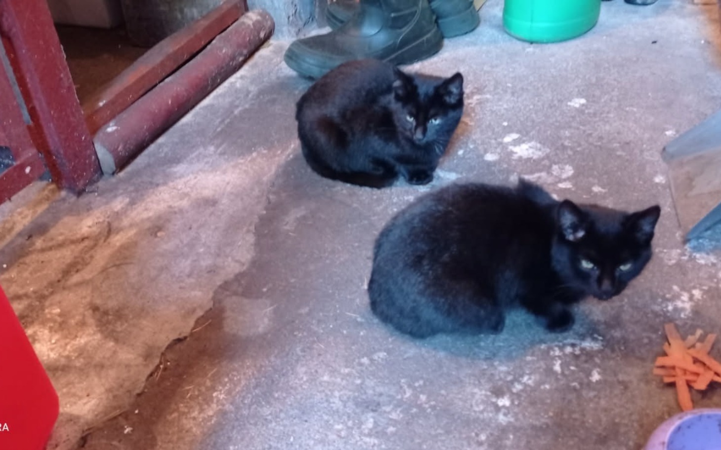 
        Dwa czarne koty siedzą na podłodze w pomieszczeniu.
    