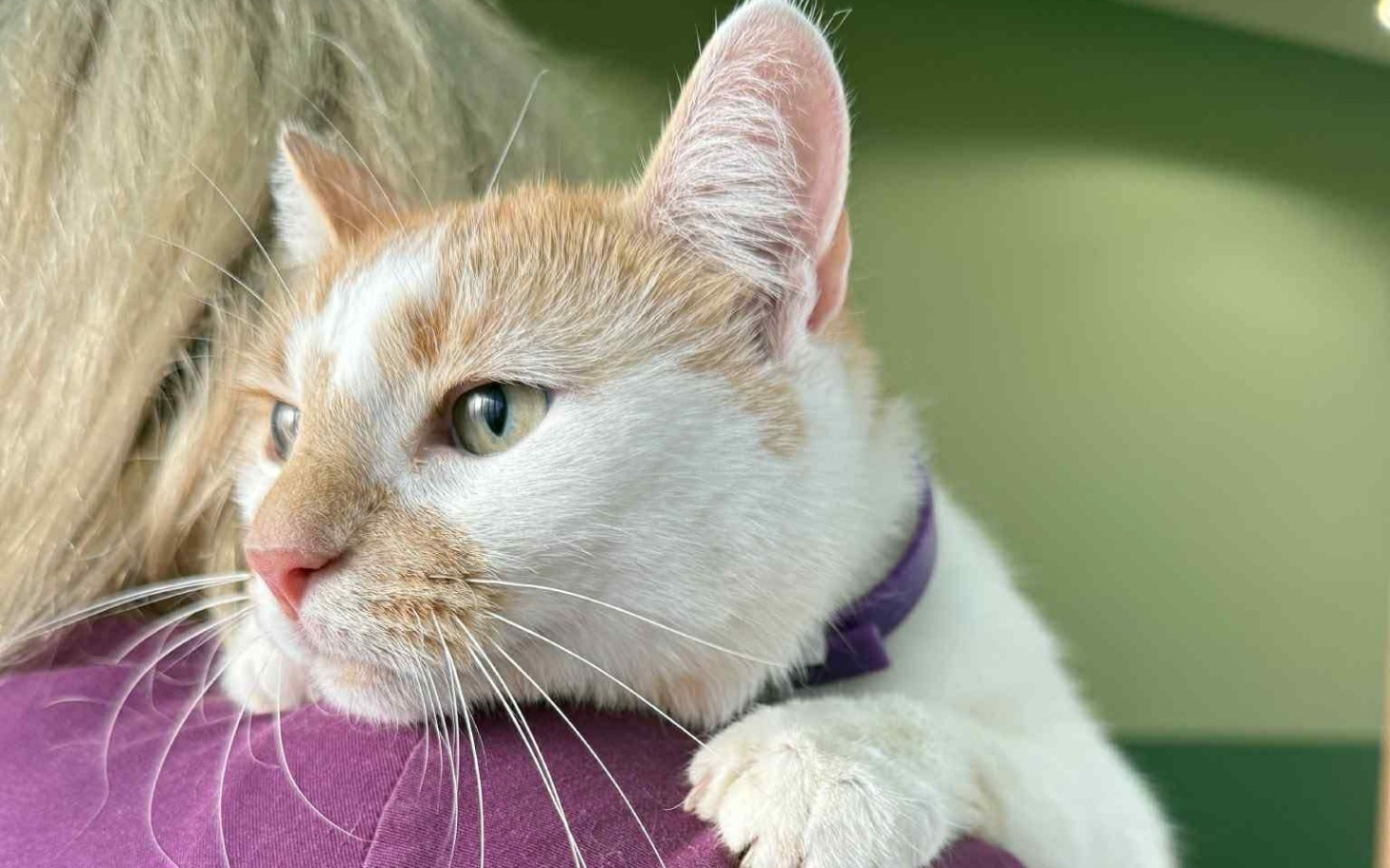 
        Kot na ramieniu opiekuna, z wyrazem spokoju.
    