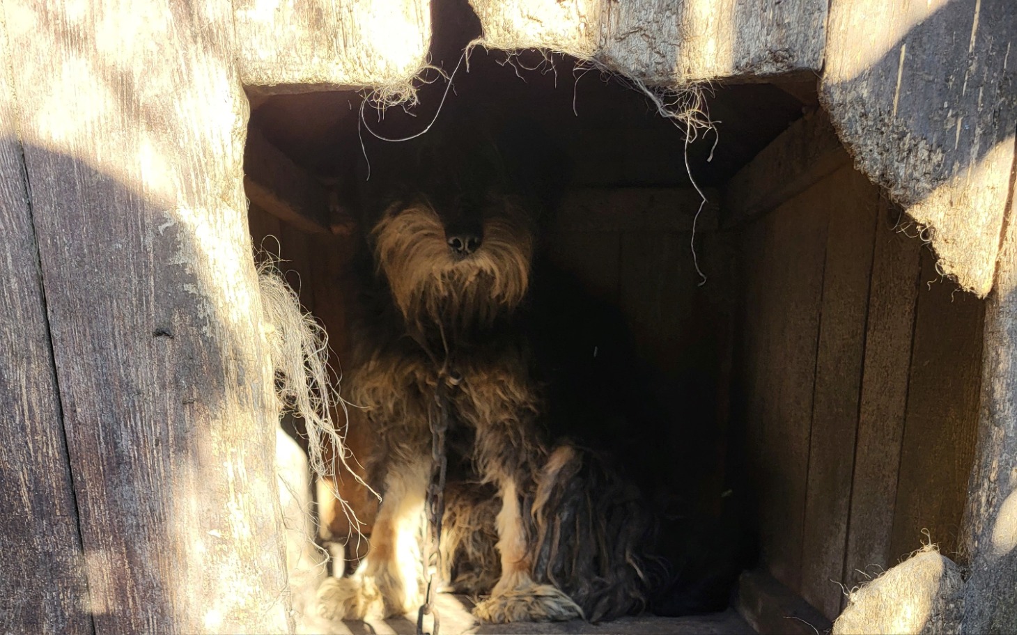 
        Pies w budzie, wyglądający przez otwór.
    