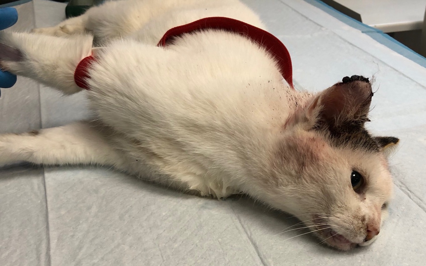 
        Kot leżący na stole w klinice weterynaryjnej.
    