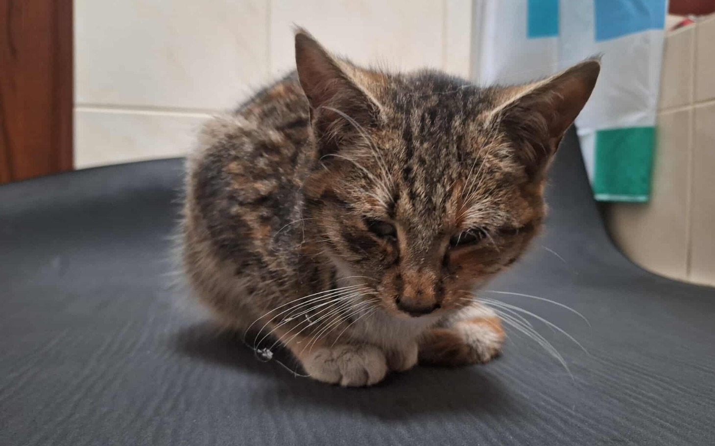 
        Mały kotek siedzący na czarnej powierzchni.
    