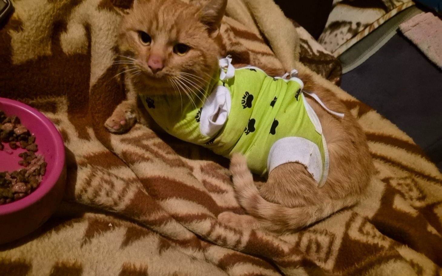 
        Kot w zielonym ubranku leży na kocu, otoczony jedzeniem.
    