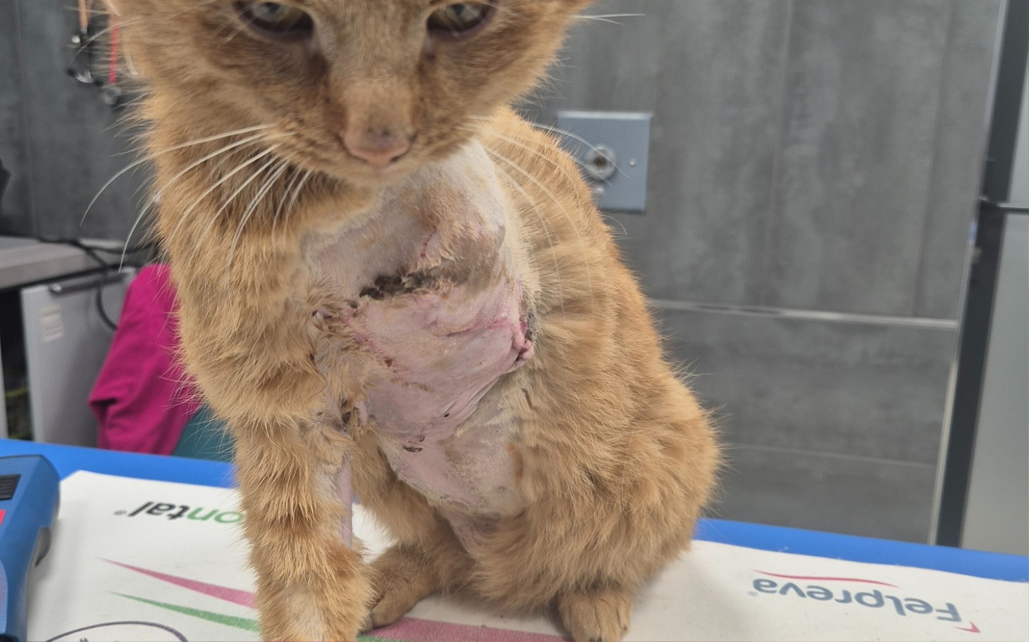 
        Kot po operacji, z widoczną raną na klatce piersiowej.
    