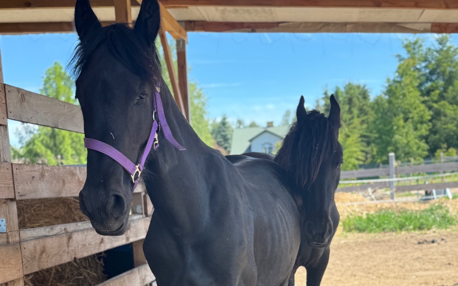 
        Dwa czarne konie w stajni, jedno z nich patrzy w obiektyw.
    