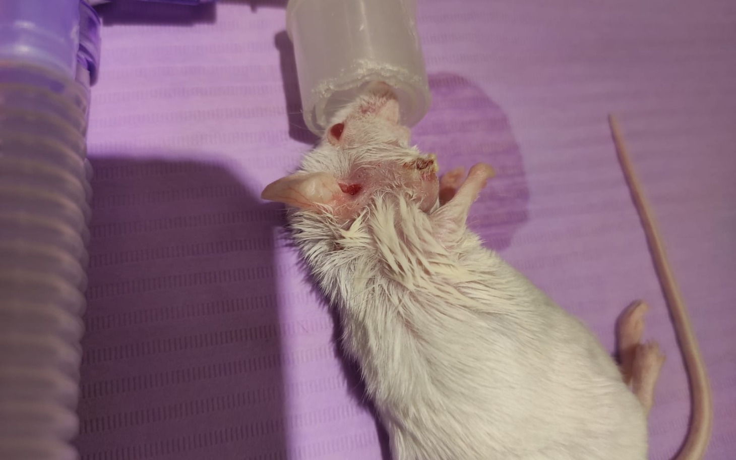 
        Biały mysz z wodą w pojemniku, na tle fioletowej powierzchni.
    