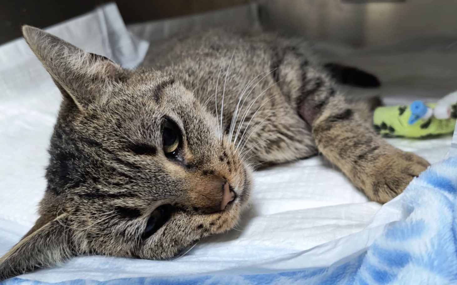 
        Kasyno z automatami do gier, pełne kolorowych świateł.
    