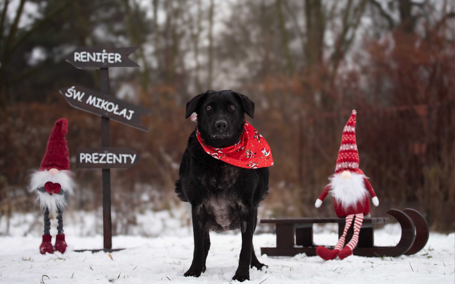 
        Pies w czerwonym szaliku, pozujący w zimowym krajobrazie.
    