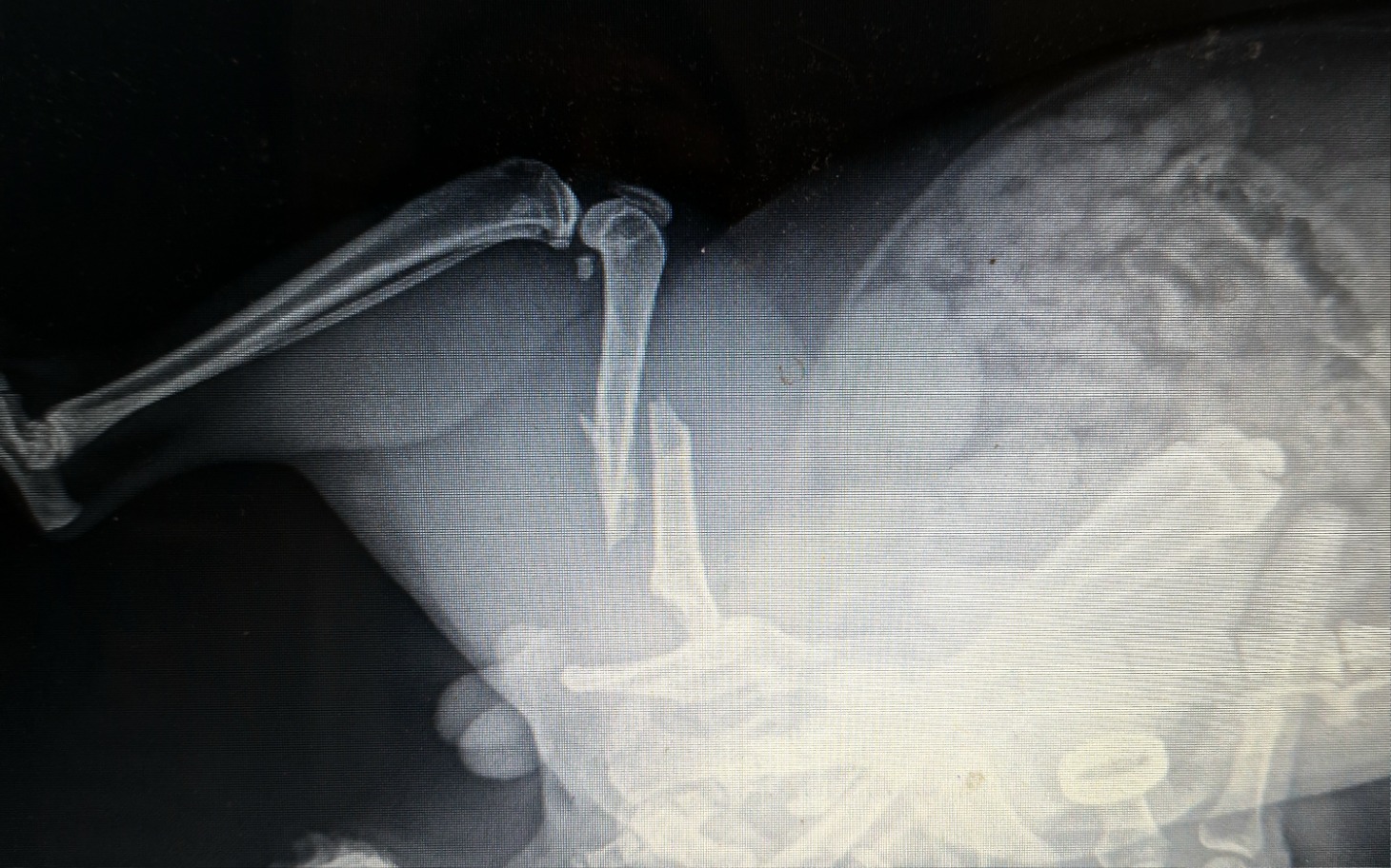 
        Zdjęcie rentgenowskie kończyny zwierzęcia.
    