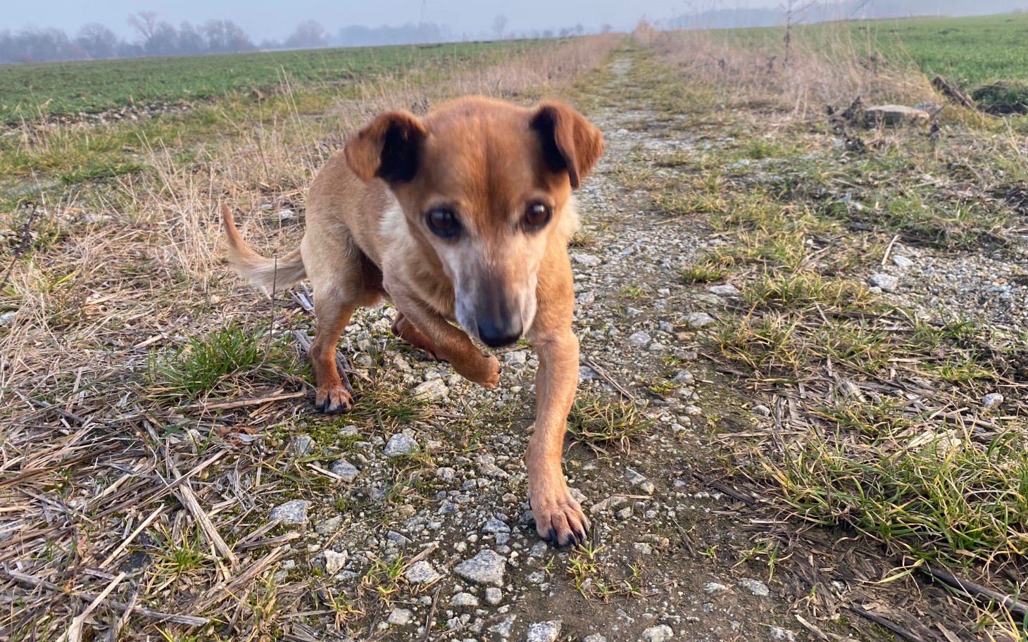 
        Pies biegnący po ścieżce wśród zieleni, pełen energii.
    