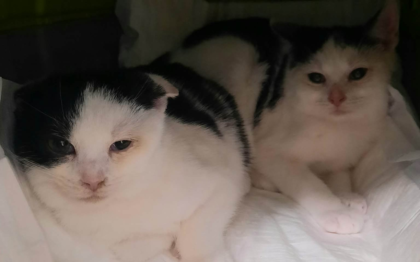 
        Dwa koty odpoczywające razem w przytulnym miejscu.
    