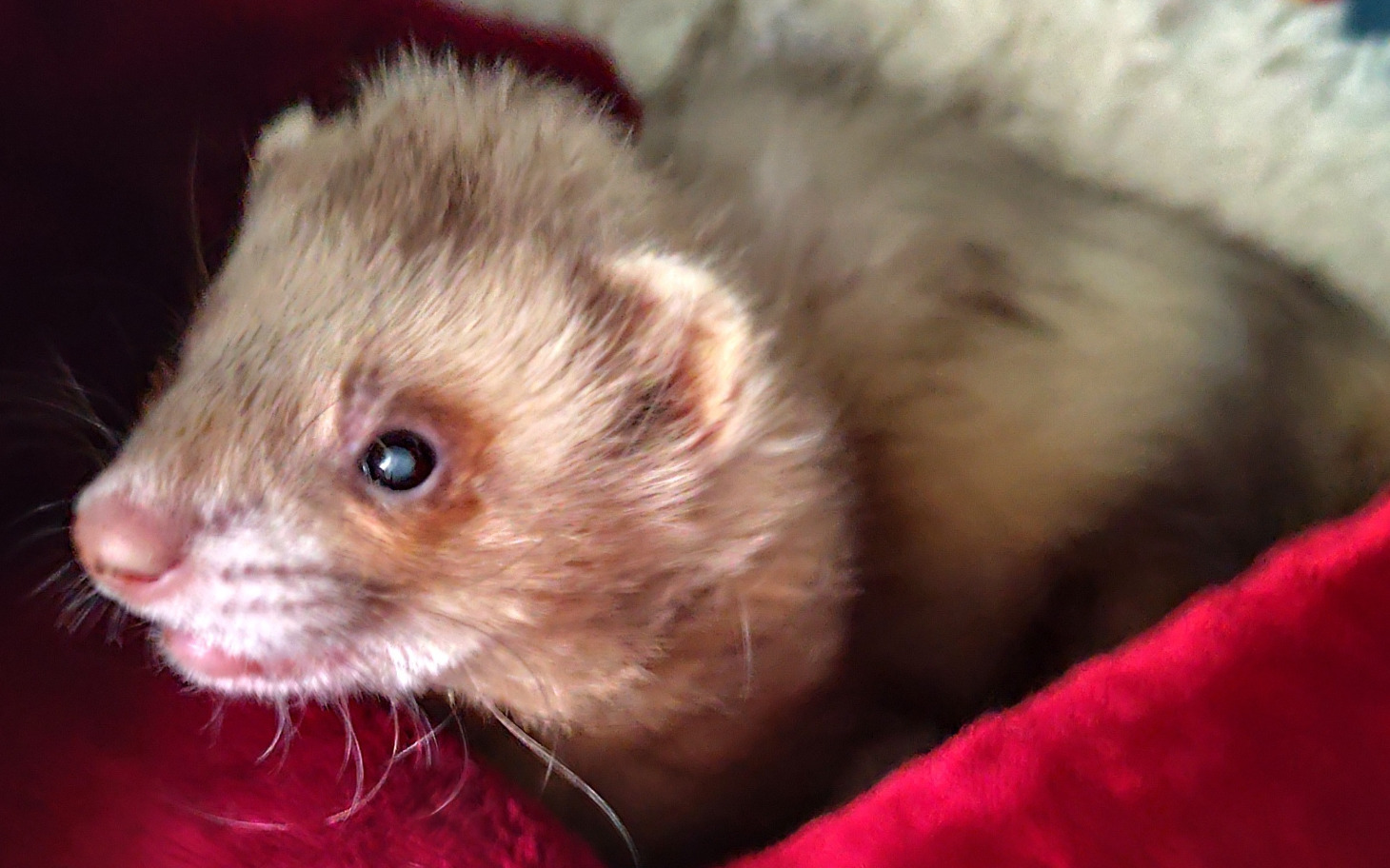 
        Mały fretka w przytulnym otoczeniu.
    