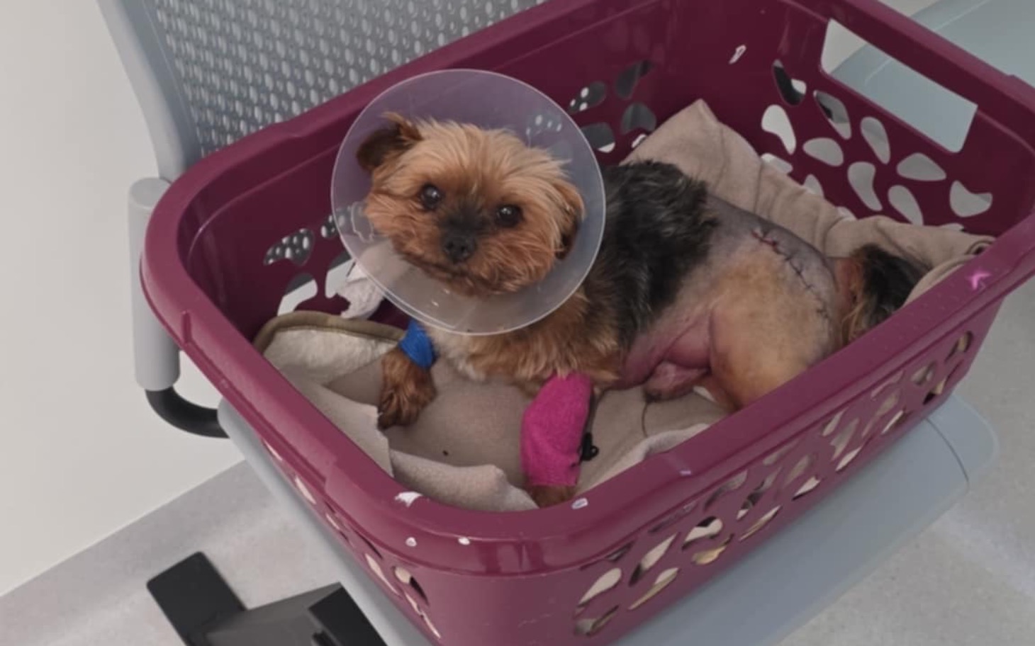 
        Mały piesek w koszyku po operacji, z kołnierzem ochronnym.
    