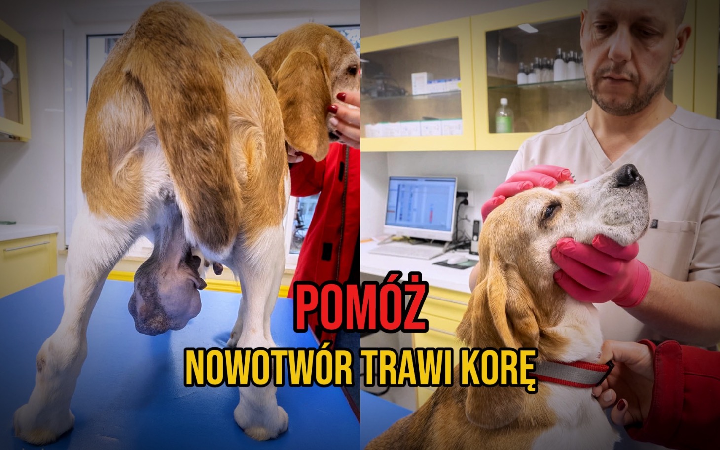 
        Weterynarz bada psa z nowotworem.
    