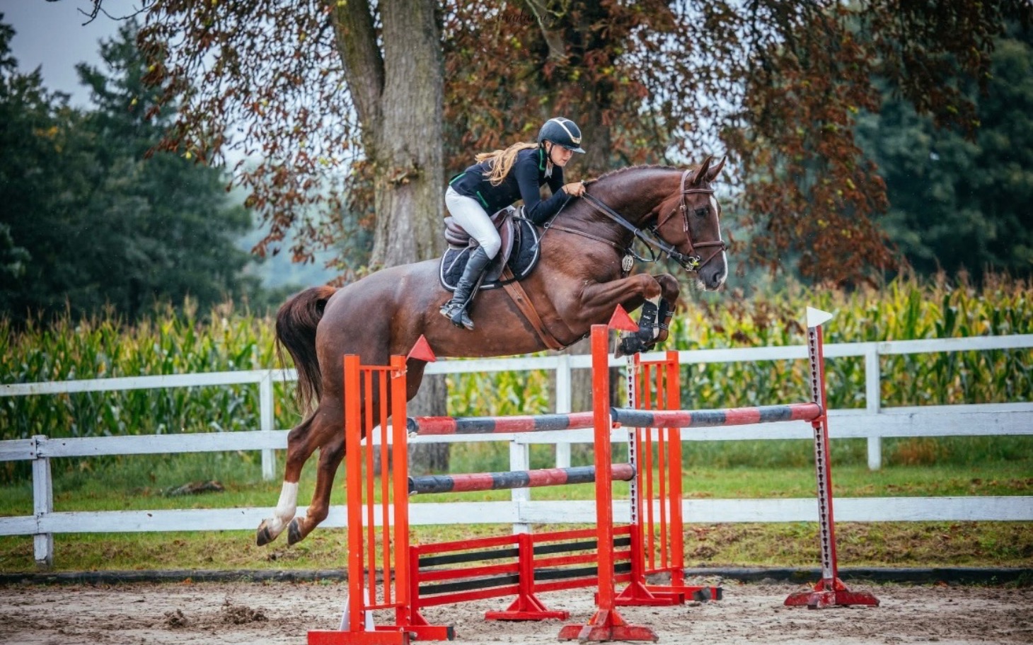 
        Jeździec skaczący przez przeszkodę na koniu.
    