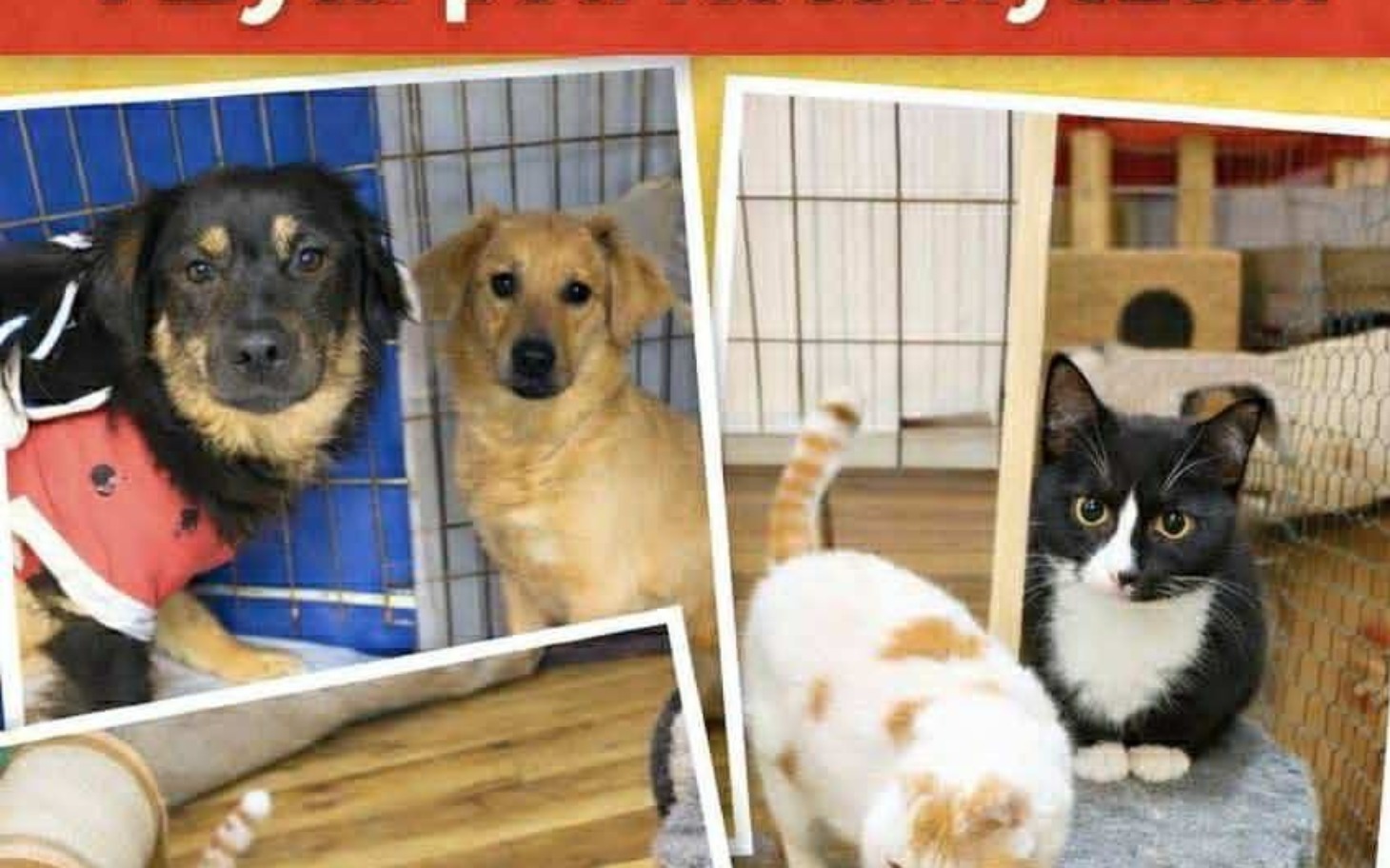 
        Psy i koty w schronisku czekające na adopcję.
    