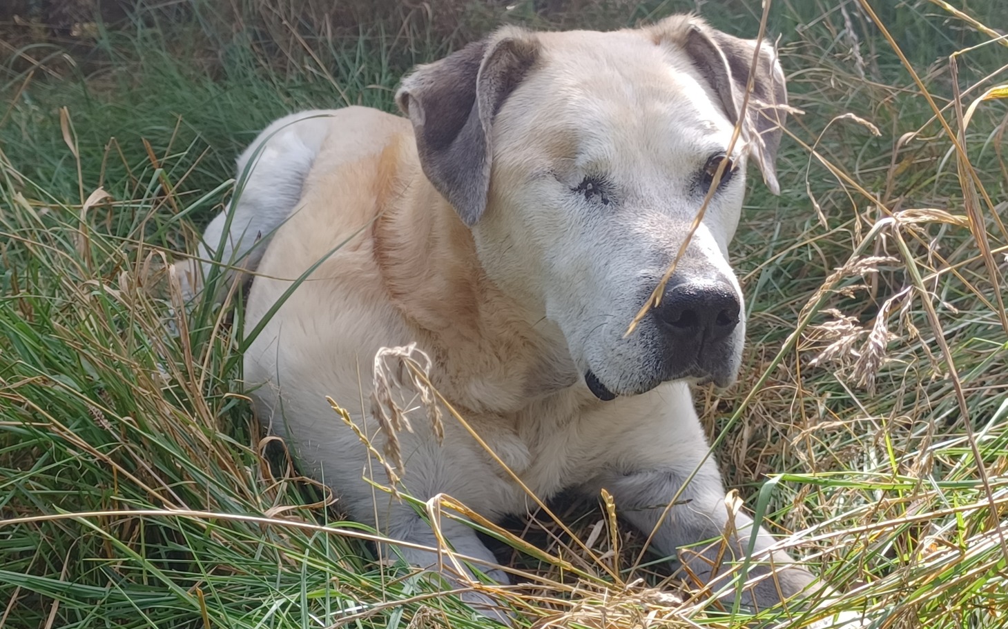 
        Stary pies leży w trawie, odpoczywając w słońcu.
    