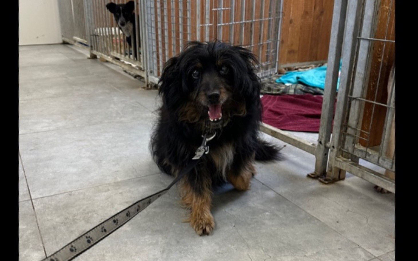 
        Pies w schronisku, czekający na nowy dom.
    