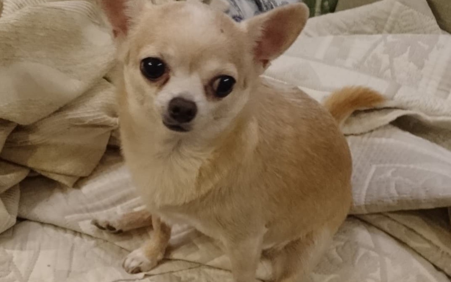 
        Mały pies rasy chihuahua, siedzi na kanapie z ciekawym wyrazem.
    