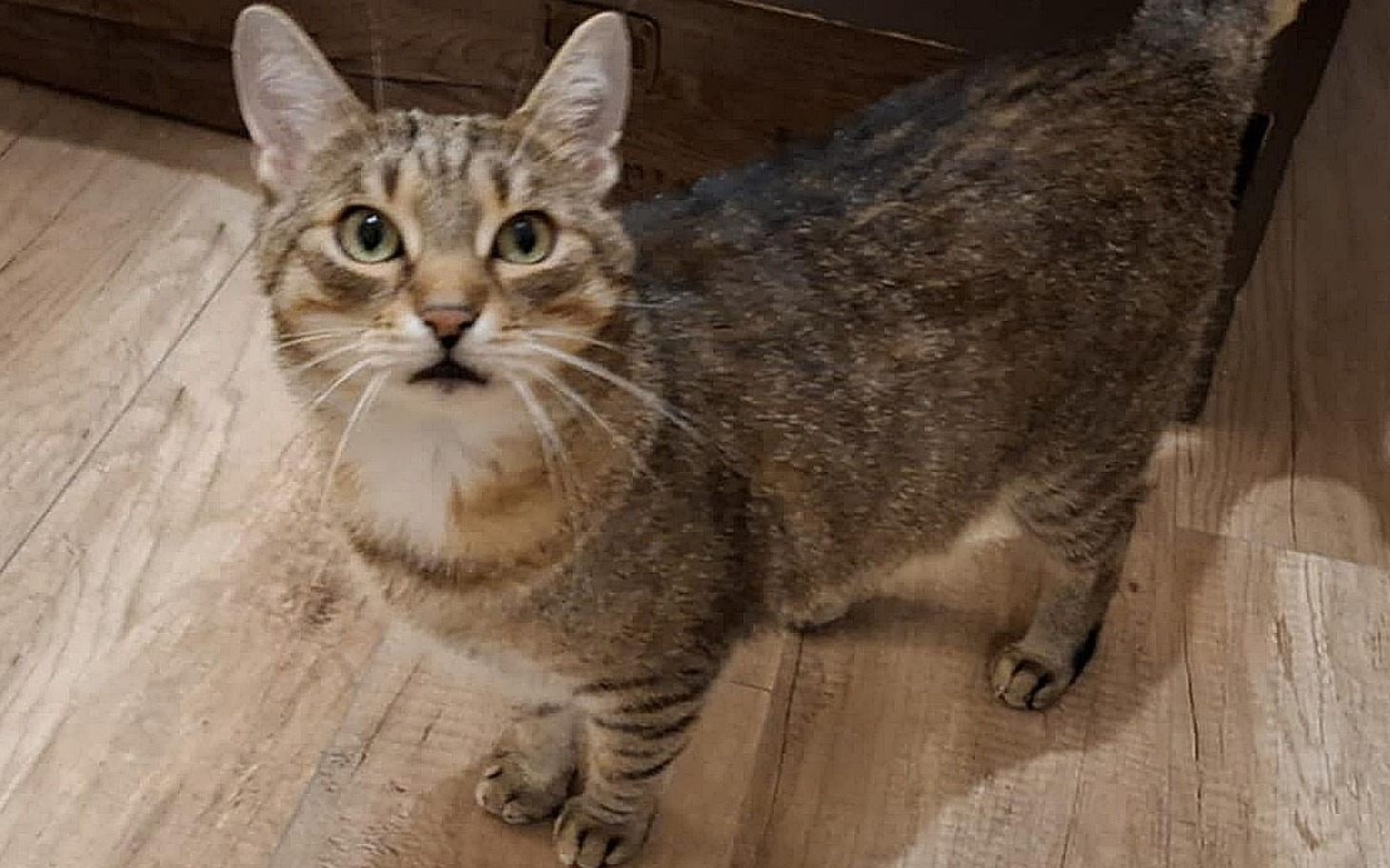 
        Kot stojący na podłodze, patrzący w stronę obiektywu.
    