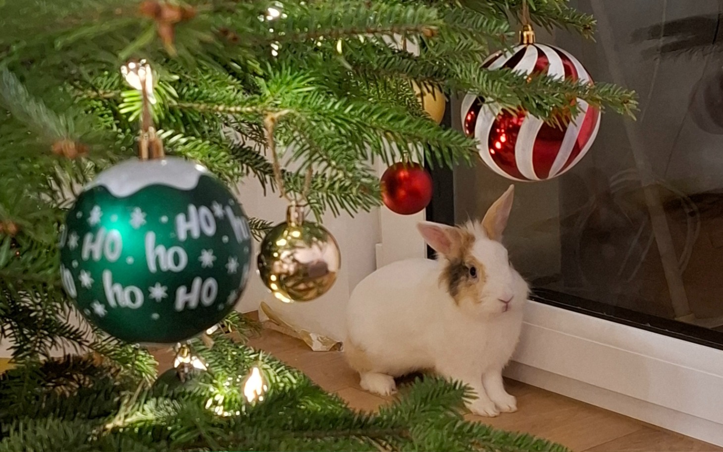 
        Królik siedzący obok choinki, ozdobionej kolorowymi bombkami.
    