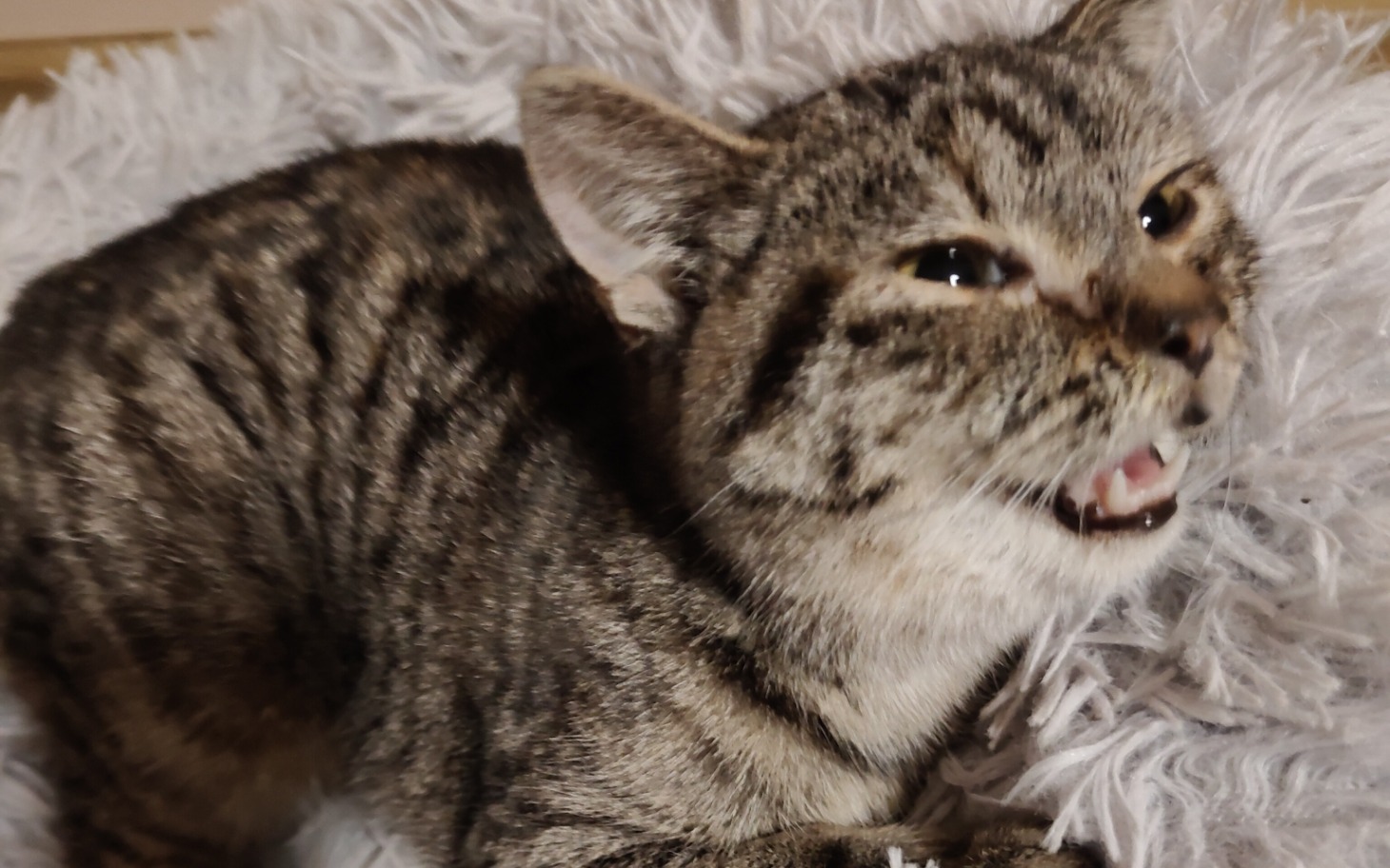 
        Kot leżący na miękkim kocu, wydający dźwięki.
    