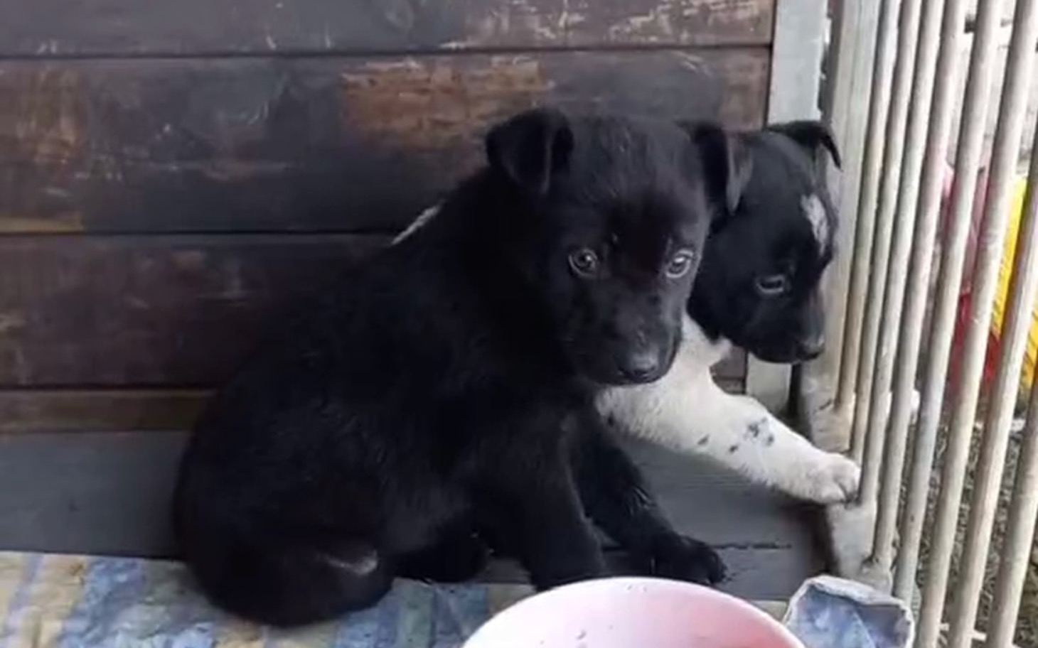 
        Dwa szczeniaki siedzące obok siebie, patrzące w stronę kamery.
    