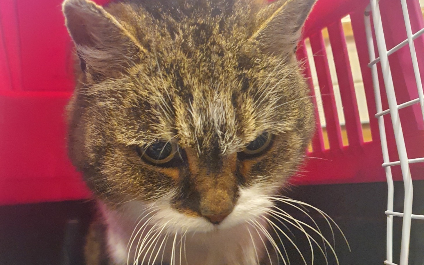 
        Kot w transporterze, z wyrazem smutku na twarzy.
    