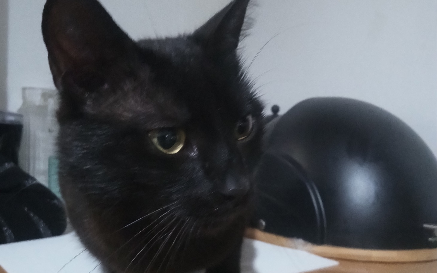 Czarny kot z zielonymi oczami, siedzący na stole.