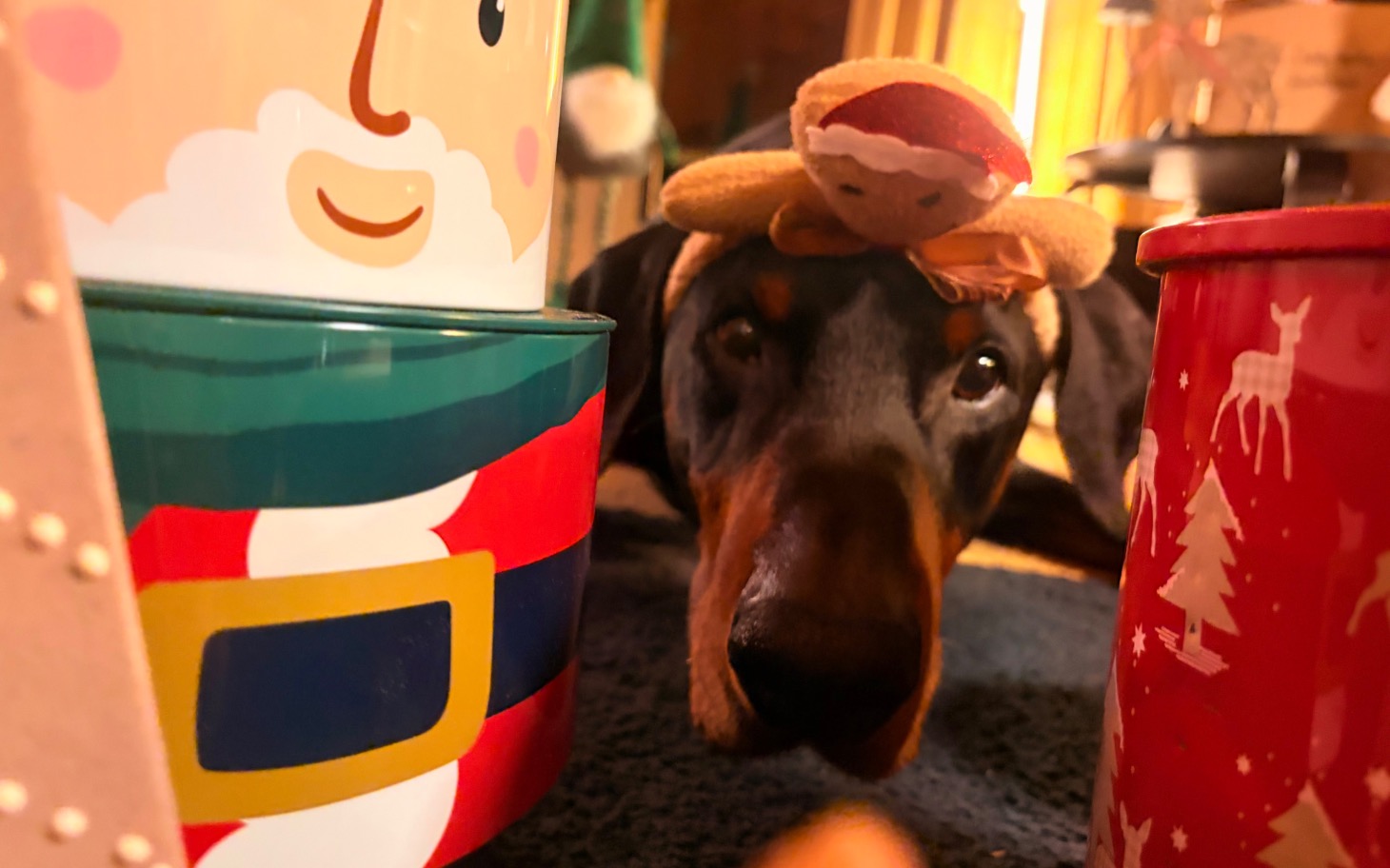 
        Pies z kapeluszem na głowie, leżący wśród kolorowych puszek.
    