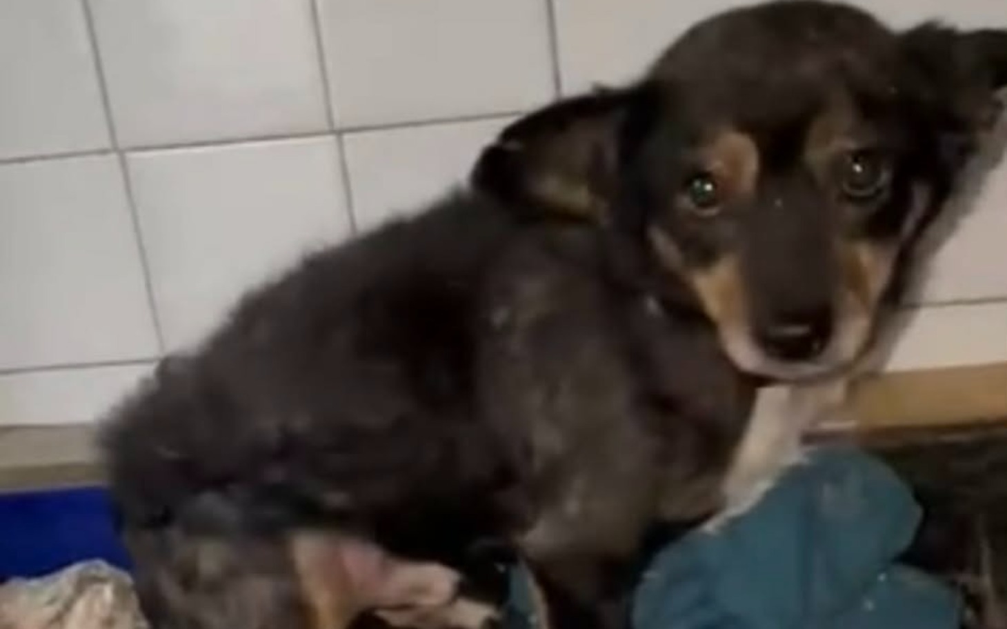 
        Mały piesek siedzący w kącie, z wyrazem smutku.
    