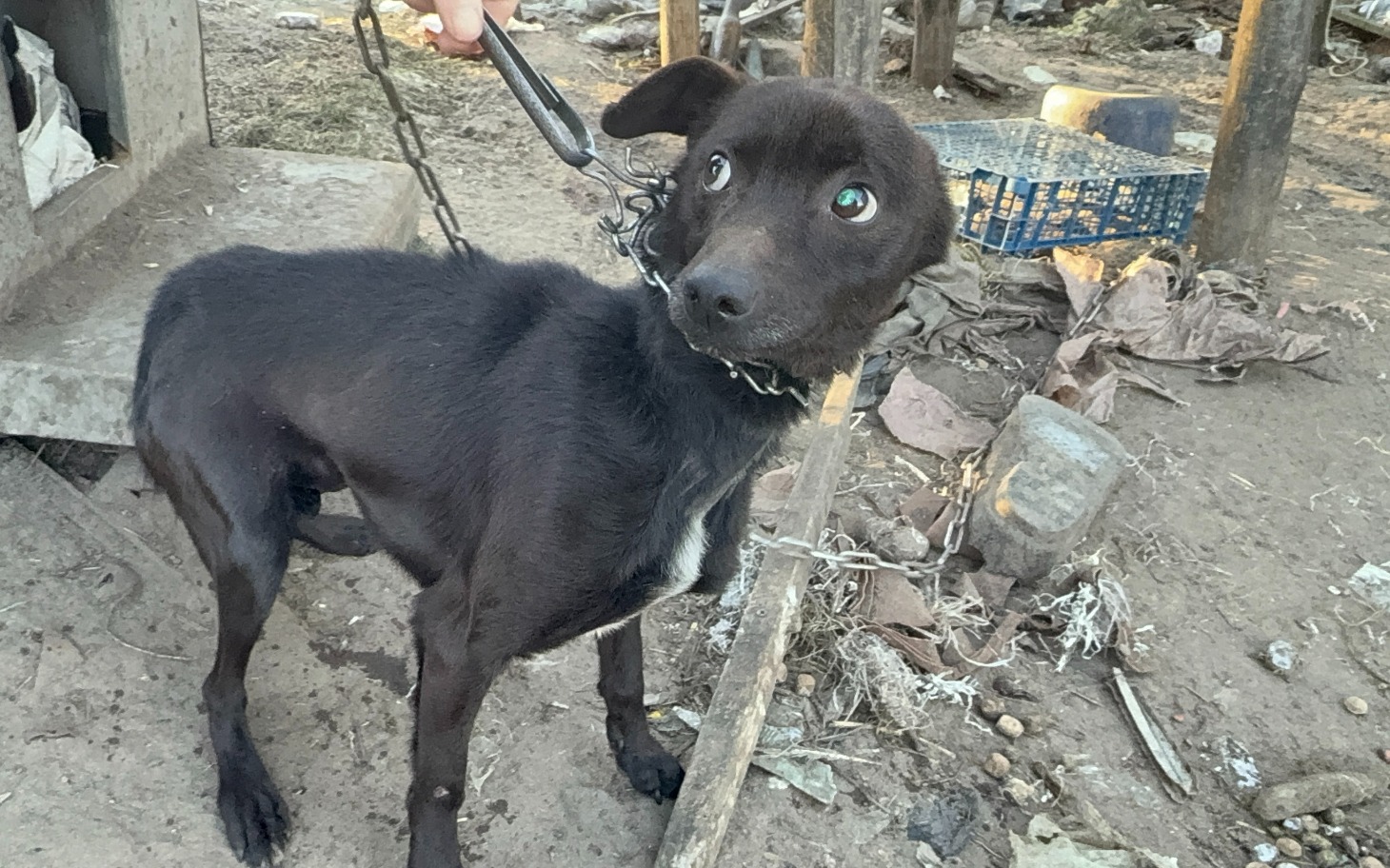 
        Mały czarny pies na smyczy, wyglądający na zaniepokojonego.
    