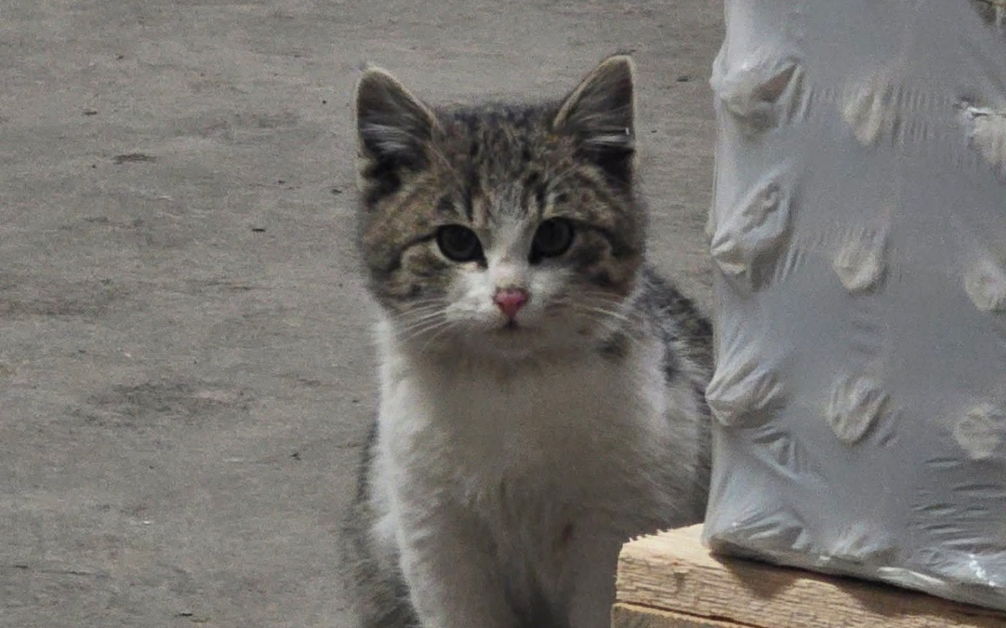 
        Mały kotek obserwujący otoczenie z ciekawością.
    