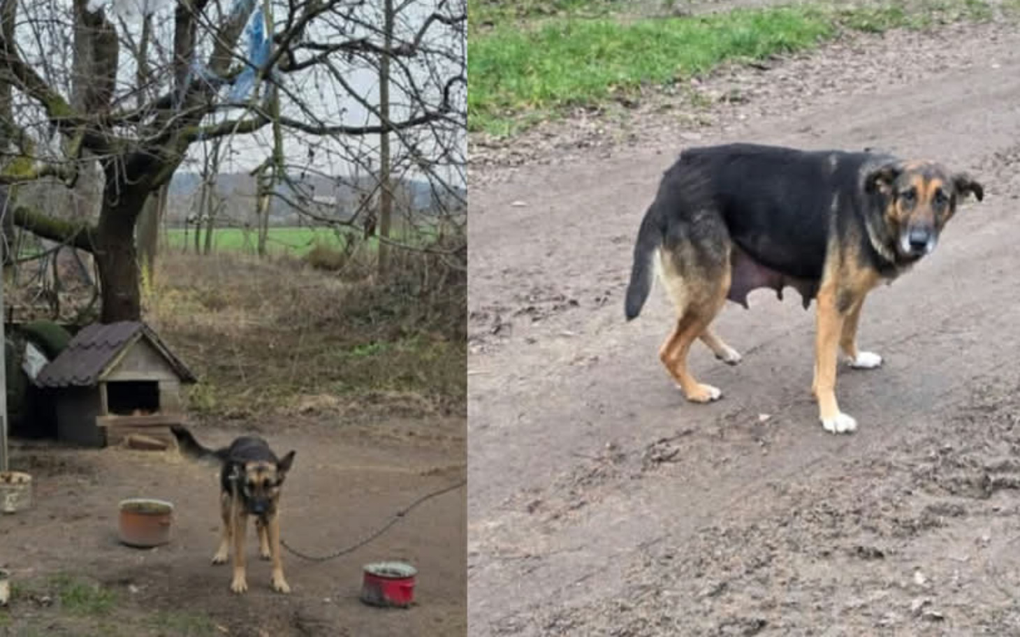 
        Pies w okolicy budy, na podwórku.
    