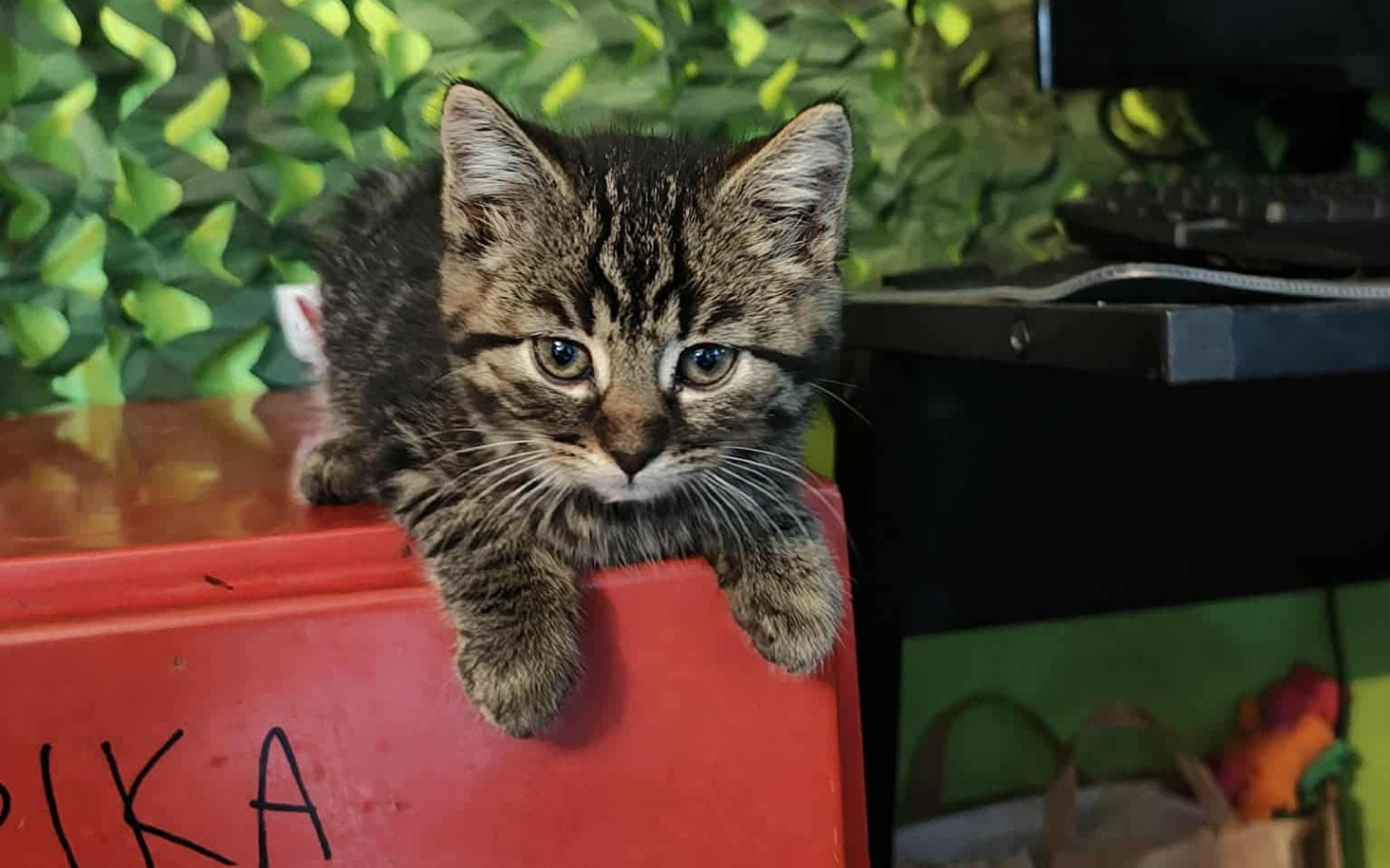 
        Kotek leżący na czerwonym blacie, z ciekawym spojrzeniem.
    