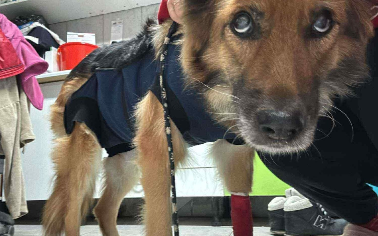 
        Zabawa z kotami w noworocznym bazarku.
    