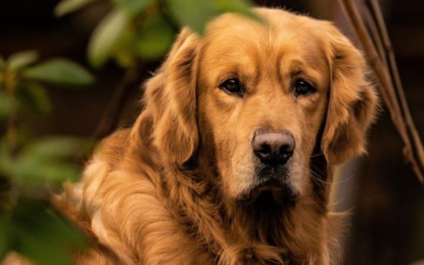 
        Złoty retriever w otoczeniu zieleni, z wyrazem spokojnym na twarzy.
    