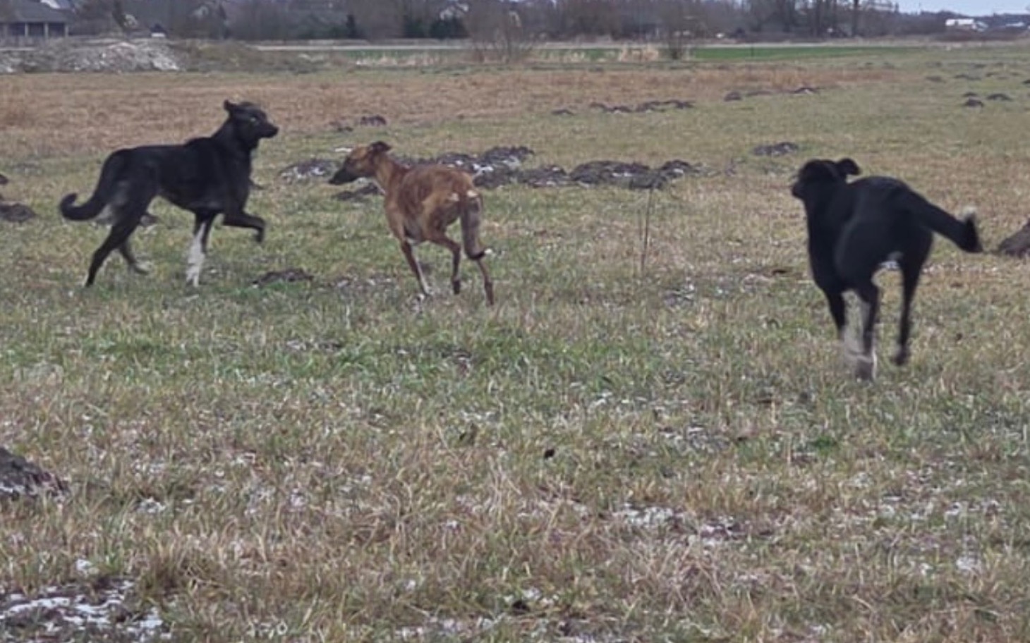 
        Psy biegające po polu, radosne chwile na świeżym powietrzu.
    